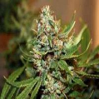 Connoisseur Genetics Seeds OJ's Haze Regular