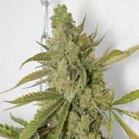 Connoisseur Genetics Seeds Cheese Dog Regular