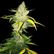 LA S.A.G.E - Feminized - T.H.Seeds