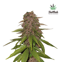 C4-Matic Auto – Feminized – Fast Buds