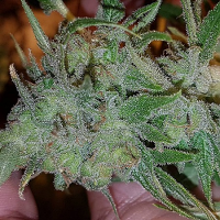 Connoisseur Genetics Seeds Orange N Mango Feminized