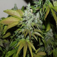 Connoisseur Genetics Seeds Triangle Kush Cookies Feminized