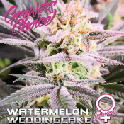 Watermelon Wedding Cake - Feminized - Growers Choice