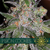 Vision Cookies - Feminized - Vision Seeds