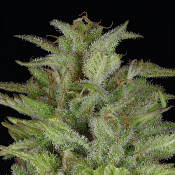 Don Gelato Auto - Feminized - Don Avalanche Seeds