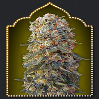 OO Seeds Sweet Critical Feminized