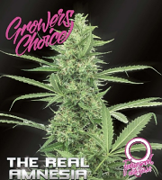 The Real Amnesia Auto - Feminized - Growers Choice