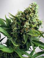 Ministry of Cannabis Seeds Auto White Widow Feminized