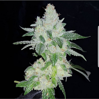 The Plug Seedbank El Chapo Feminized