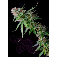 La Plata Labs Green Alien Regular