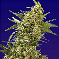 Spliff Seeds AK Auto Feminised (Gold)