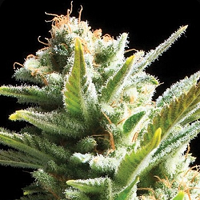 Bulk Seeds Amnesia Feminized
