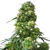 2025 Cannabis Seed Collection - Early Skunk - Feminized