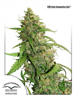 CBD Auto Compassion Lime® - Feminized - Dutch Passion