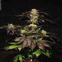 Paradise Seeds White Berry Feminised