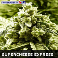 Positronics Seeds Supercheese Express Auto Feminized