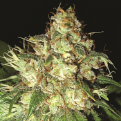 Emerald Triangle Seeds - Bubba Cheese Auto - Regular