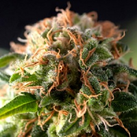 Pyramid Seeds Fresh Candy Feminized