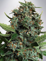 Ministry of Cannabis Seeds Autopilot XXL Feminised