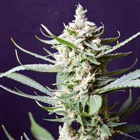 Pot Valley Seeds Sunset Flame Regular