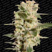Belladonna - Feminized - Paradise Seeds