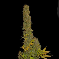 Soma Seeds Haze Heaven Regular