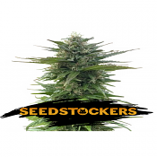 CBG Zero Due - Feminized - Seed Stockers