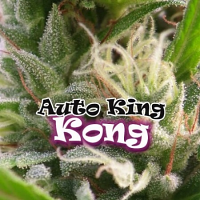 Dr Underground Seeds Auto King Kong Feminized