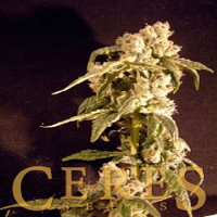 Ceres Seeds Easy Rider Auto Feminised