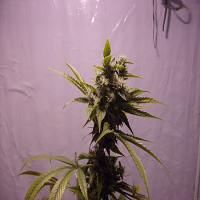 Soma Seeds Amnesia Haze Regular