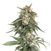 BCN Critical XXL Fast - Feminized - Seed Stockers