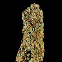 Lady Sativa Genetics Seeds London City Diesel Regular