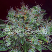 Blue Cheese Auto – Feminized – Expert Seeds