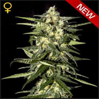 Green House Seeds Jack Herer Auto Feminized
