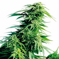 Hindu Kush – Regular – Sensi Seeds