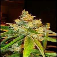 Reserva Privada Seeds Sour Diesel Regular