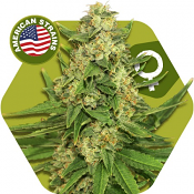 Rocket Banana - Feminized - Zambeza Seeds