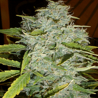 Cream of The Crop Seeds Psychofruit Auto Feminized