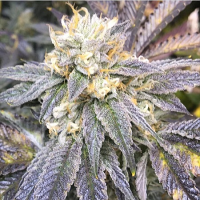Bulk Seeds Zkittlez Feminized