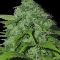 Sagarmatha Seeds Peak 19 Regular