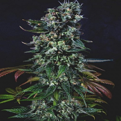 Tortuga - Feminized - Pilchard's Caviar Bodega