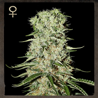 Strain Hunters Seeds Damnesia Feminised