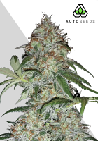 Auto Seeds Sucker Punch Auto Feminized