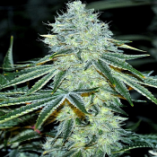 MAC - Feminized - 2023 Cannabis Seed Collection