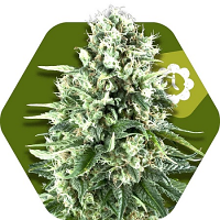 Zambeza Seeds Super Silver Haze Auto Feminized