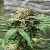 Pineapple Soul - Feminized - Trichome Jungle Seeds