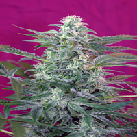 Sweet Seeds Big Foot Feminized