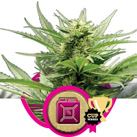Sour Diesel – Feminized – Royal Queen Seeds