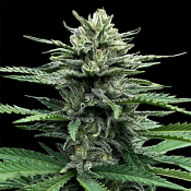 Auto Strawberry Banana - Feminized - DNA Genetics Seeds