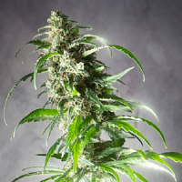 Spliff Seeds Jack F1 Feminised (Gold)